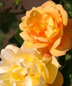 Saffron Summer Shrub Rose by Heirloom Roses - Yellow Roses Live Plant