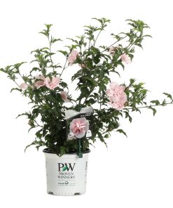 Proven Winners Pink Chiffon Rose of Sharon Hibiscus Live Shrub